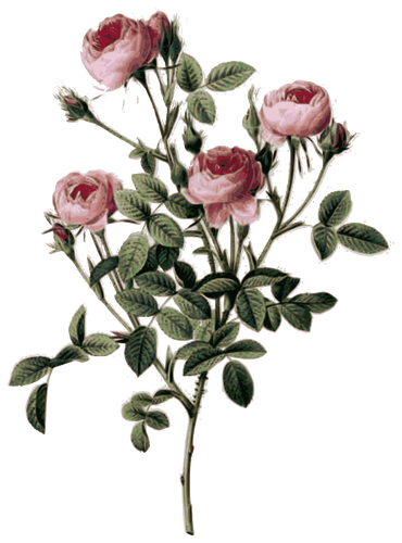 Blek rosa rosenknoppar