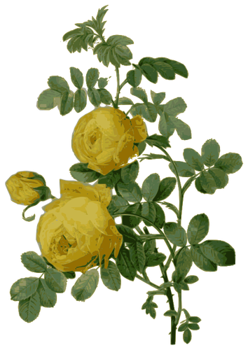 Rosa salvaje en color amarillo