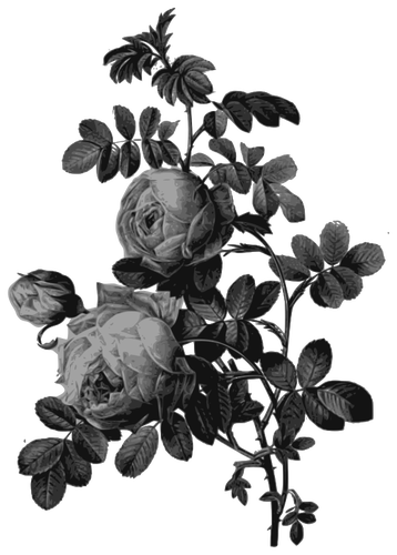 Mawar mekar di gray