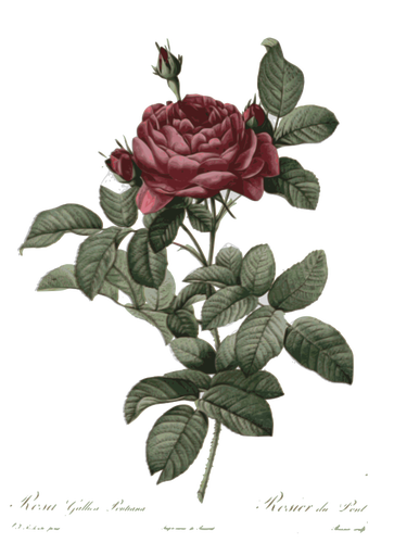 Retro rose illustration