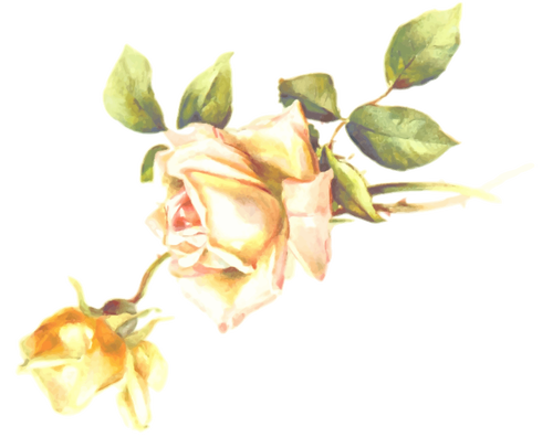 Gele rose bloesem