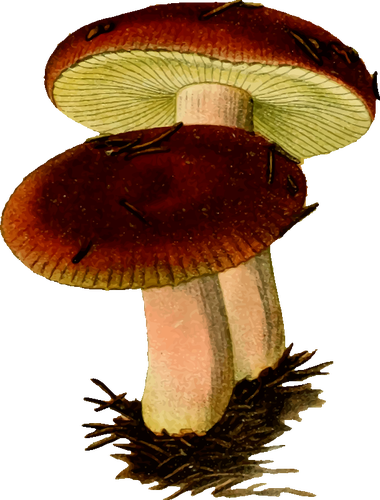 JedovatÃ© houby