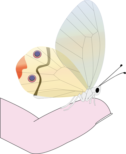 Papillon sur un dessin vectoriel du bout des doigts