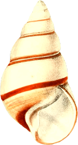Shell with lines