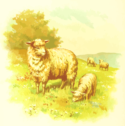 Ovce v poli