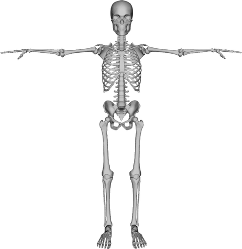Skelett figur