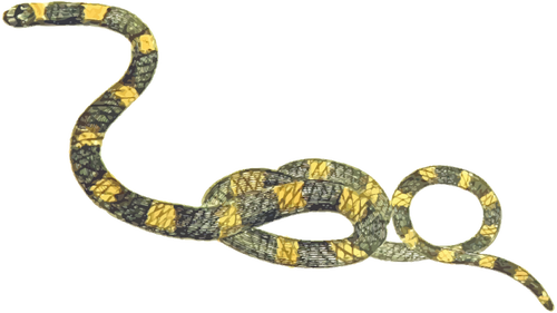 Stripped ular