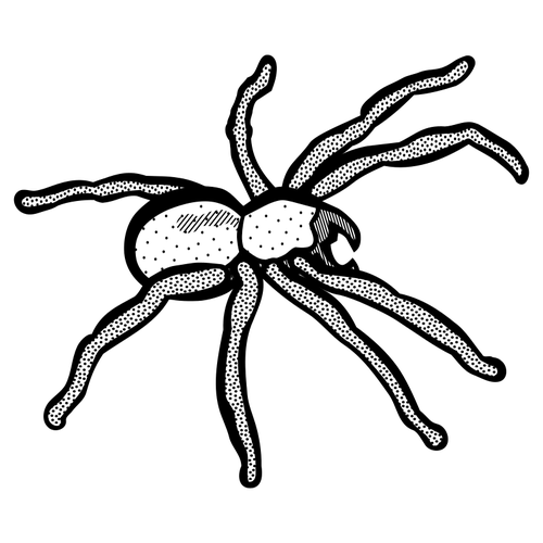 Spinne, Zeichnung