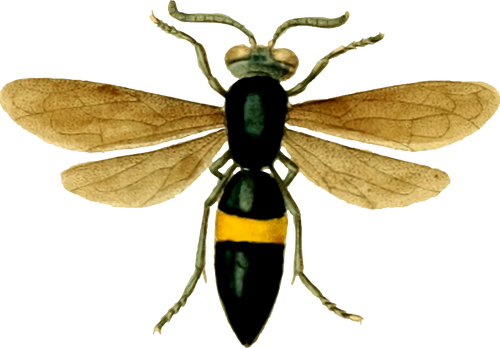 Imagem de uma mosca