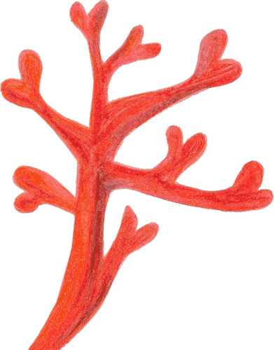 Czerwony koral
