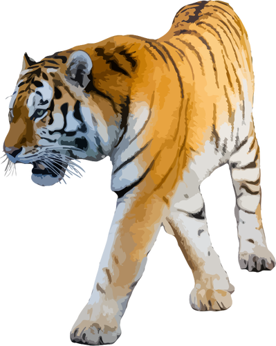 Tigre vector illustration
