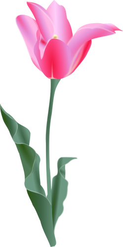 Vektor-Bild einer Tulpe