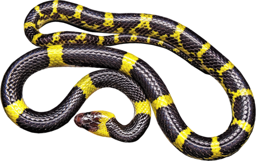 Serpent jaune et noir