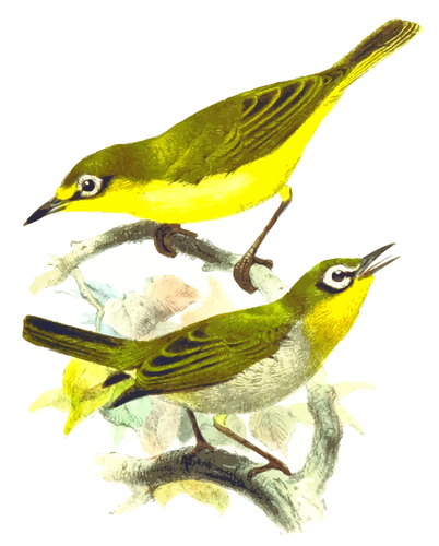 Deux oiseaux jaunes