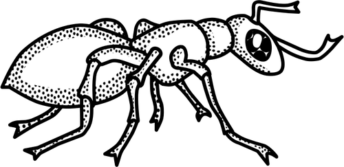 Vector tekening voor zwart-wit vlekkerige ant