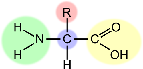 Vektorbild aminosyra system