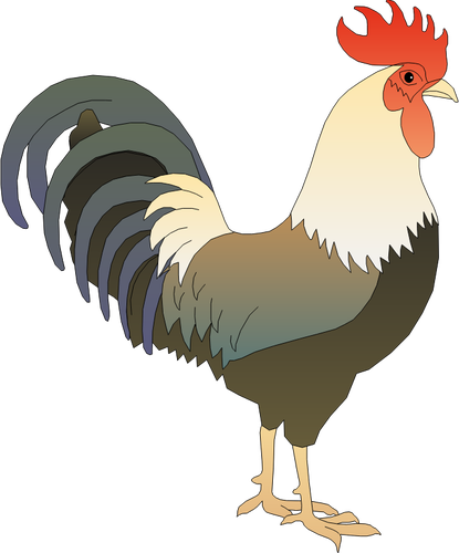Male chicken