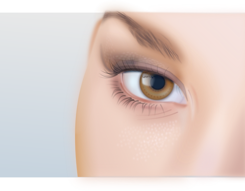 Dibujo del ojo de la mujer con gran detalle vectorial