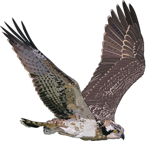 Occidental de Osprey en la ilustraciÃ³n de vuelo
