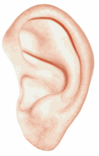 IlustraÃ§Ã£o em vetor de ouvido humano branco