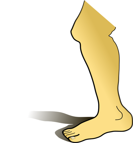Human leg vector image