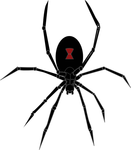 Black widow spider vector graphics