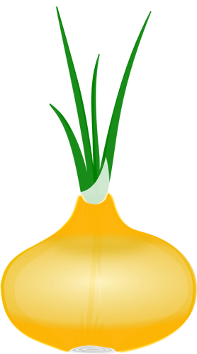 Onion with its leaves vector clip art