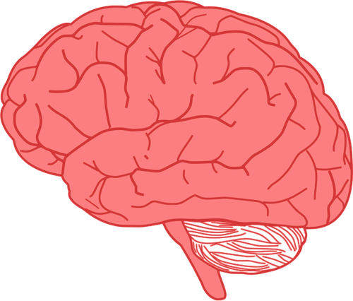 Vector dibujo de vista lateral del cerebro humano en rojo