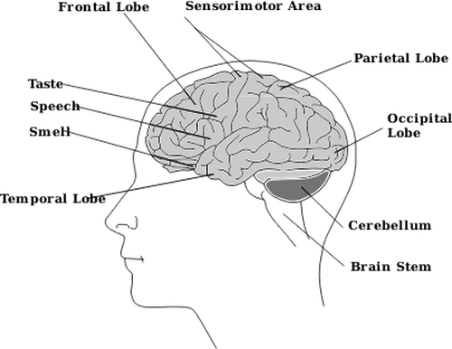 Gambar bagian-bagian dari otak manusia diagram