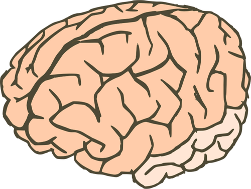 Vektor-ClipArt-Grafik des menschlichen Gehirns in 2 Farben