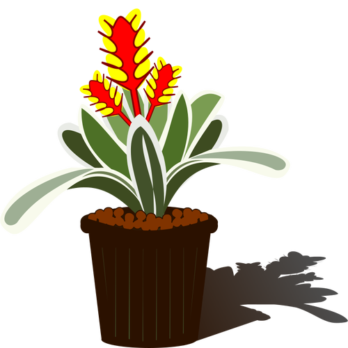 Potted Bromelia vector image