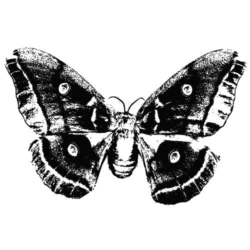 Monocrom vector de fluture