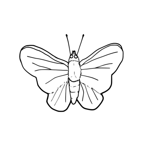 Image vectorielle de papillon ligne art