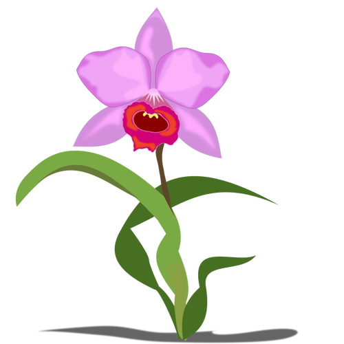 Einzigen Cattleya-Blume-Vektorgrafiken