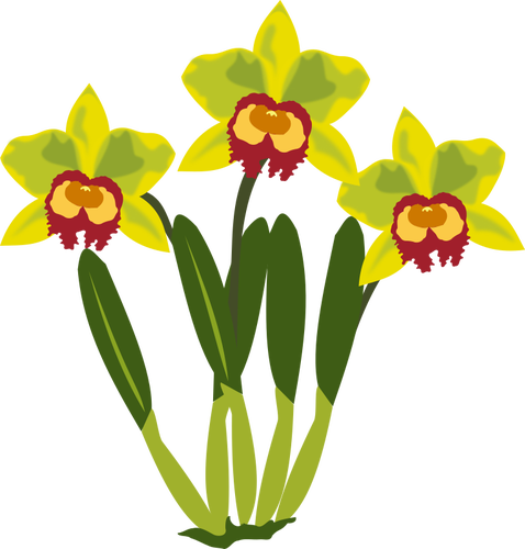 Image clipart vectoriel Cattleya.