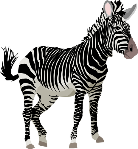 Vectorafbeeldingen van kleur zebra dier