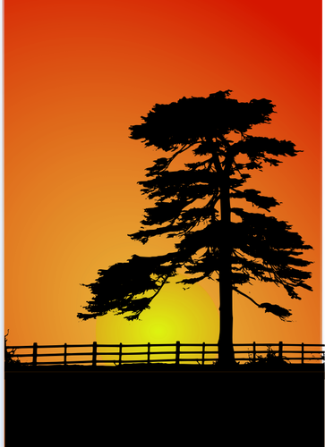 Cedar trees silhouette vector image