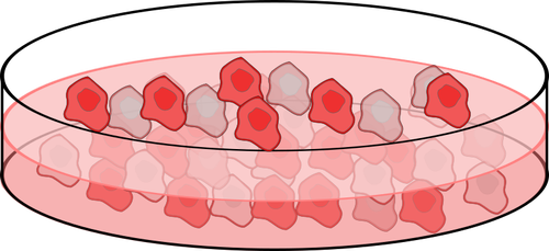 Bilden av cell kultur matrÃ¤tt