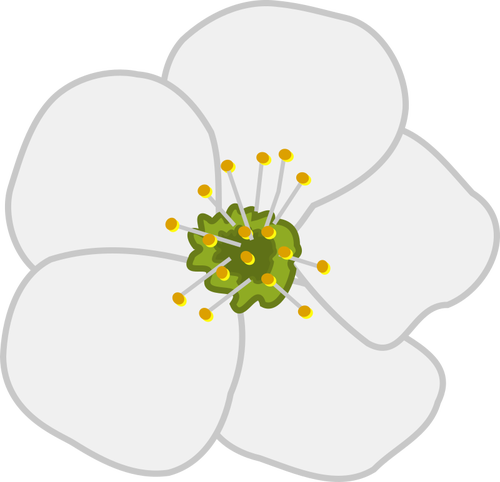 KirsebÃ¦r blomst vektor image