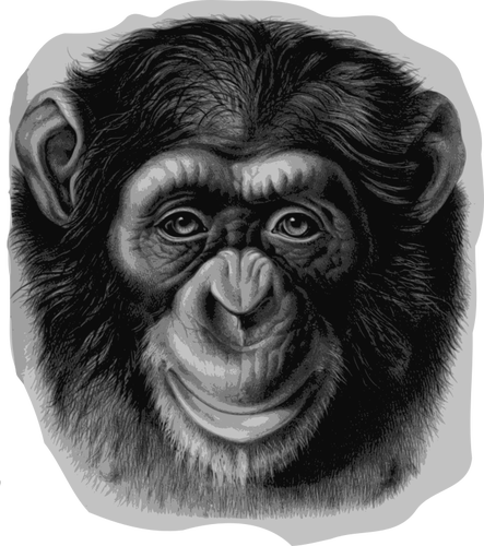 Cabeza de chimpancÃ©
