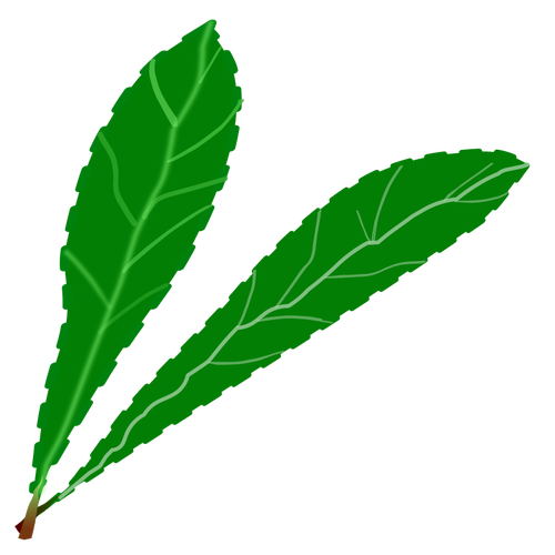 Coppia di foglie verdi