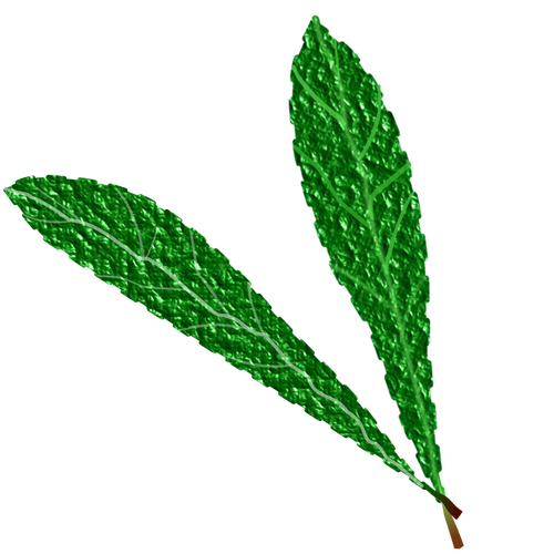 Textured green leaves