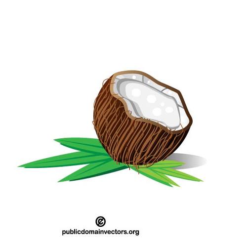 Noix de coco fruit vector image