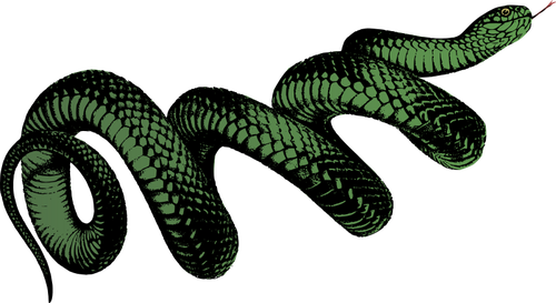 Coiled green snake