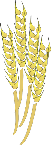 Vector graphics of wheat sheaths