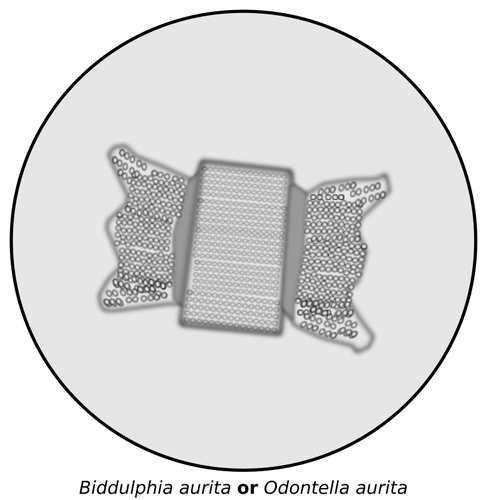 Imagen vectorial de diatomeas