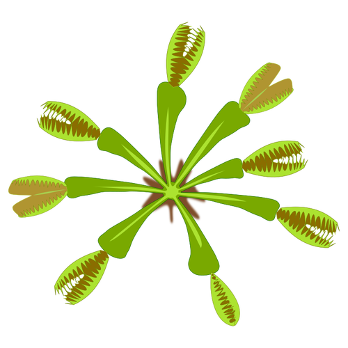Vector graphics of carnivorous plant view from top