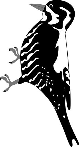 Immagine vettoriale di un uccello