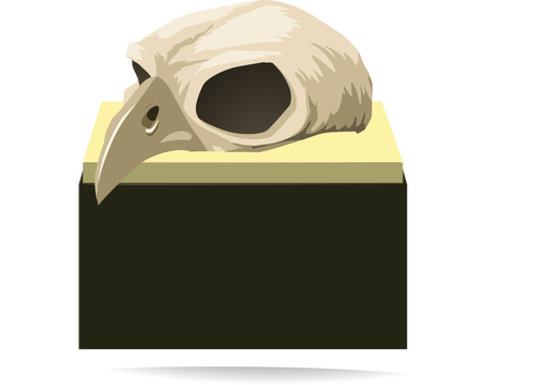 Ptasia czaszka
