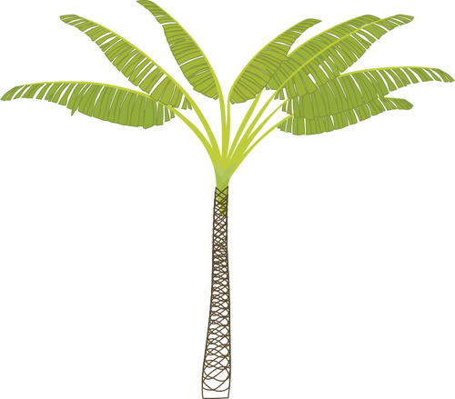 Imagine vectorialÄƒ de palmier tropicale